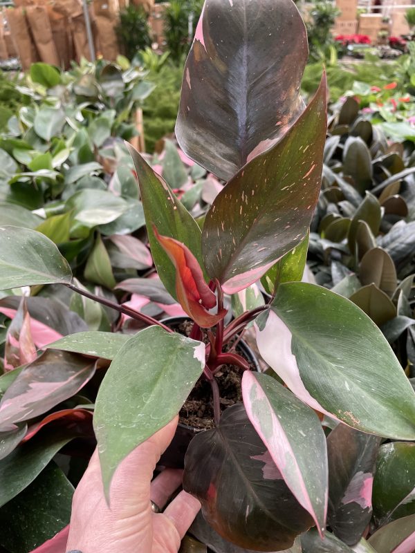 Philo Pink Princess Tri State Foliage In House Availability