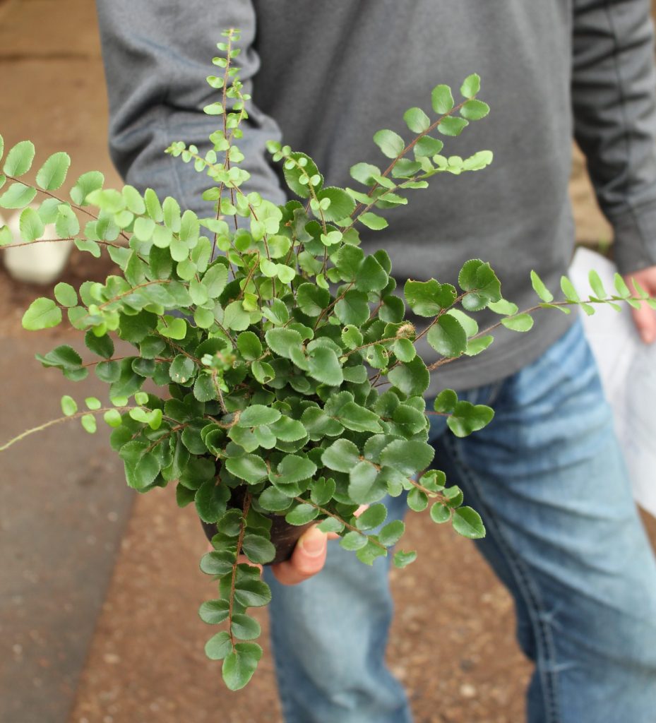 4 Fern Button OPT Tri State Foliage In House Availability