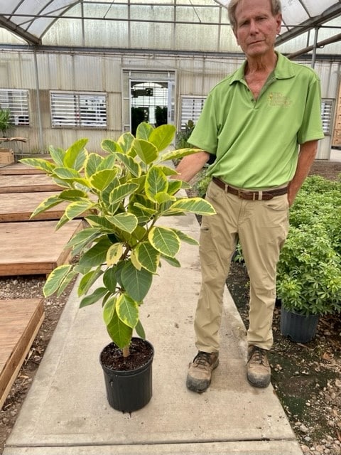 8 Ficus Altissima Yellow Gem Std Tri State Foliage In House