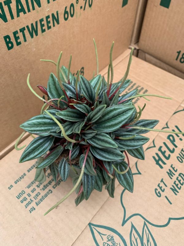 Pep Pearl Tri State Foliage In House Availability