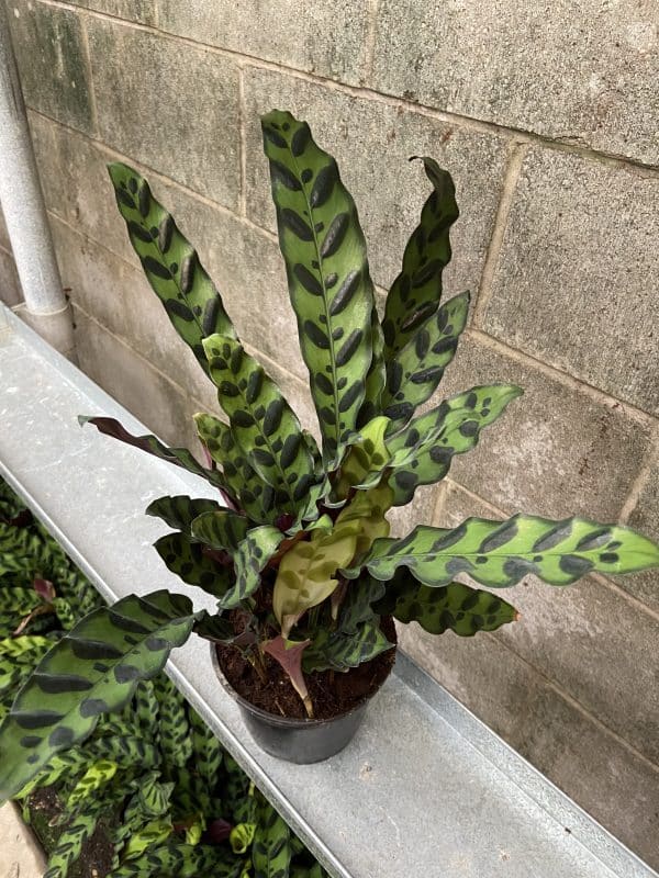 6 Calathea Lancifolia Tri State Foliage In House Availability