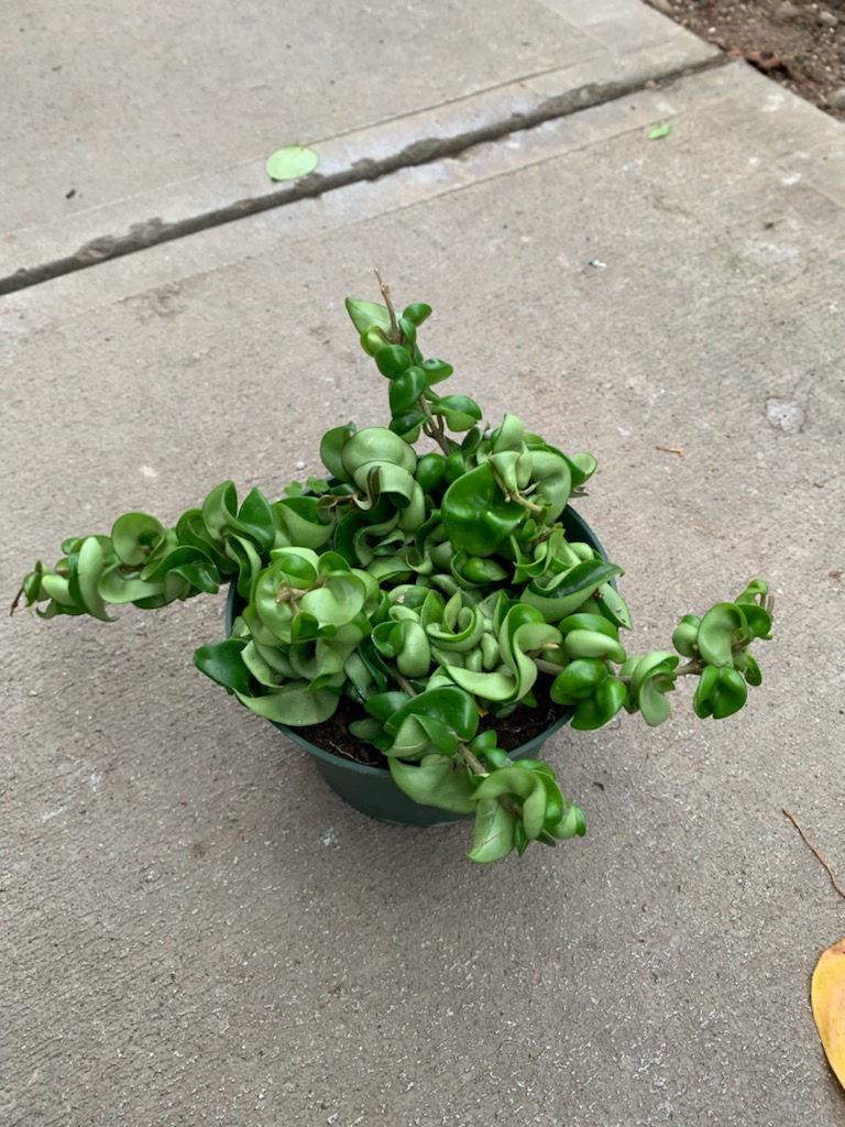 6 Hoya Compacta Hindu Rope Var Tri State Foliage In House Availability