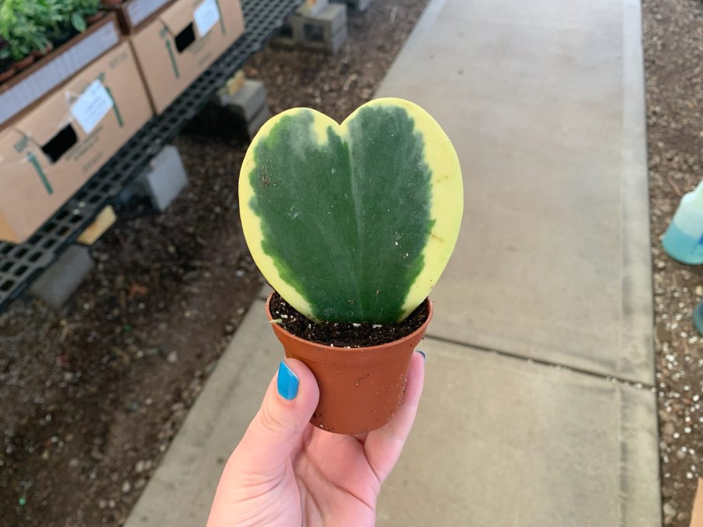 3 Hoya Kerrii VAR Tri State Foliage In House Availability