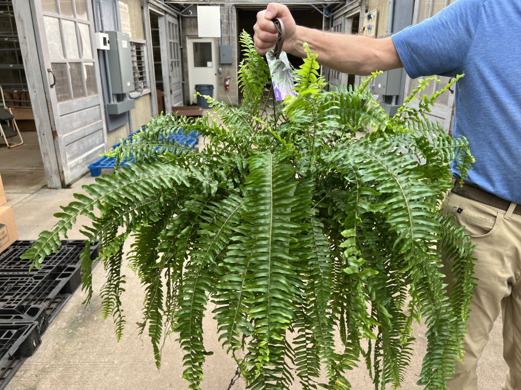 Fern Boston Hb Can Tri State Foliage In House Availability