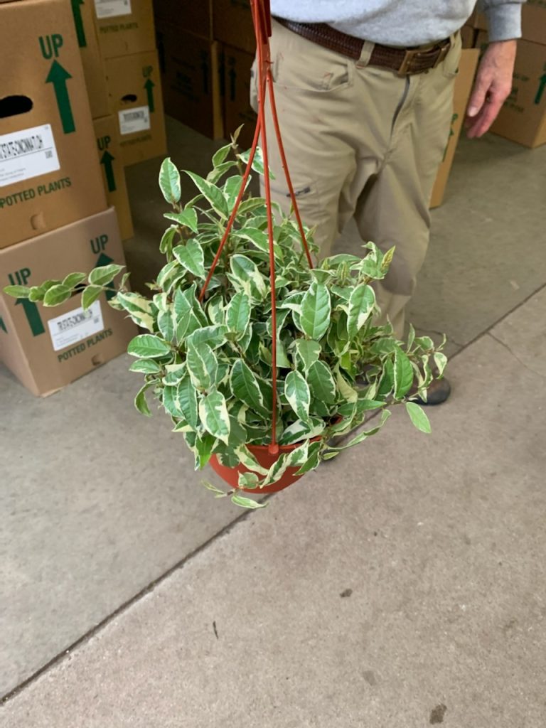 6 Ficus Radicans VAR HB CA Tri State Foliage In House Availability