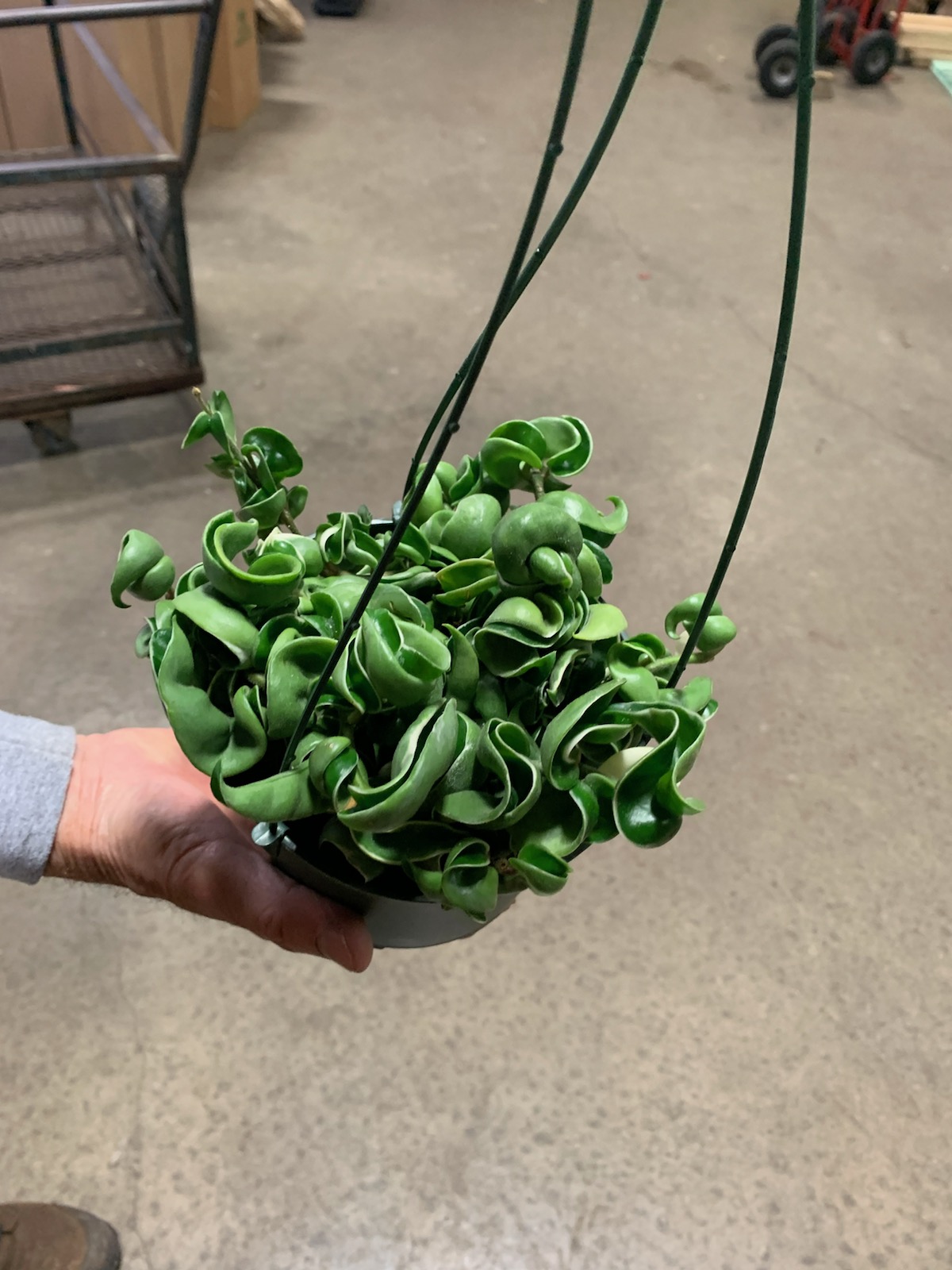 Hoya Compacta Hindu Rope Var Hb Ca Tri State Foliage In House