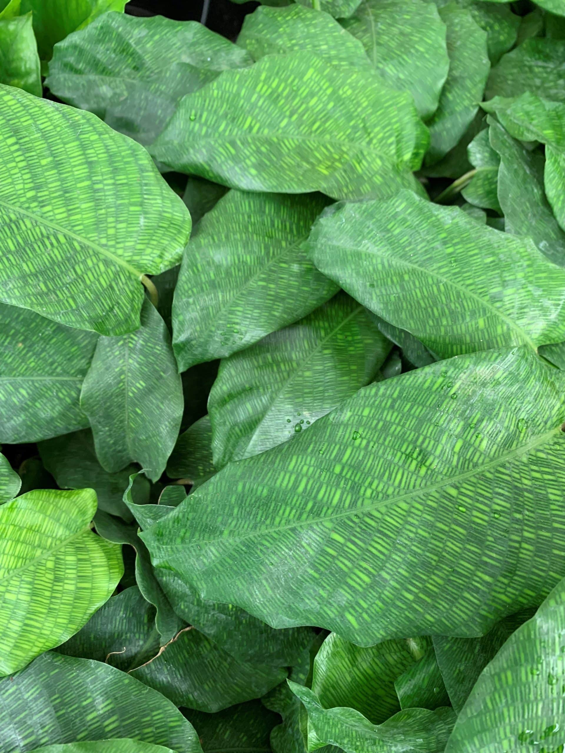 4 Calathea Network Tri State Foliage In House Availability