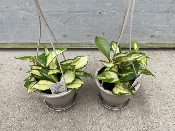 Hoya Tricolor Hb Tri State Foliage In House Availability