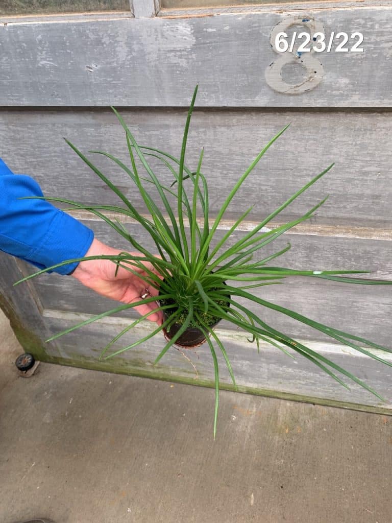 Agave Geminiflora Tri State Foliage In House Availability