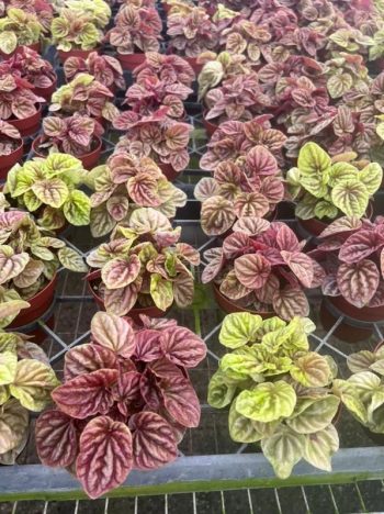 4 Pep Quito Tri State Foliage In House Availability