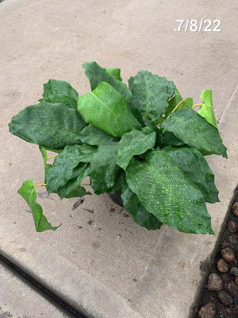 6 Calathea Network NET Tri State Foliage In House Availability