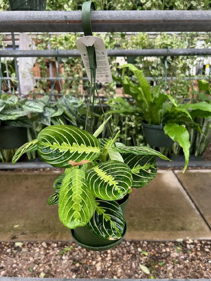 6 Maranta Lemon HB Can Tri State Foliage In House Availability