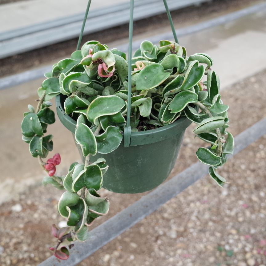 8 Hoya Compacta Hindu Rope VAR HB Tri State Foliage In House