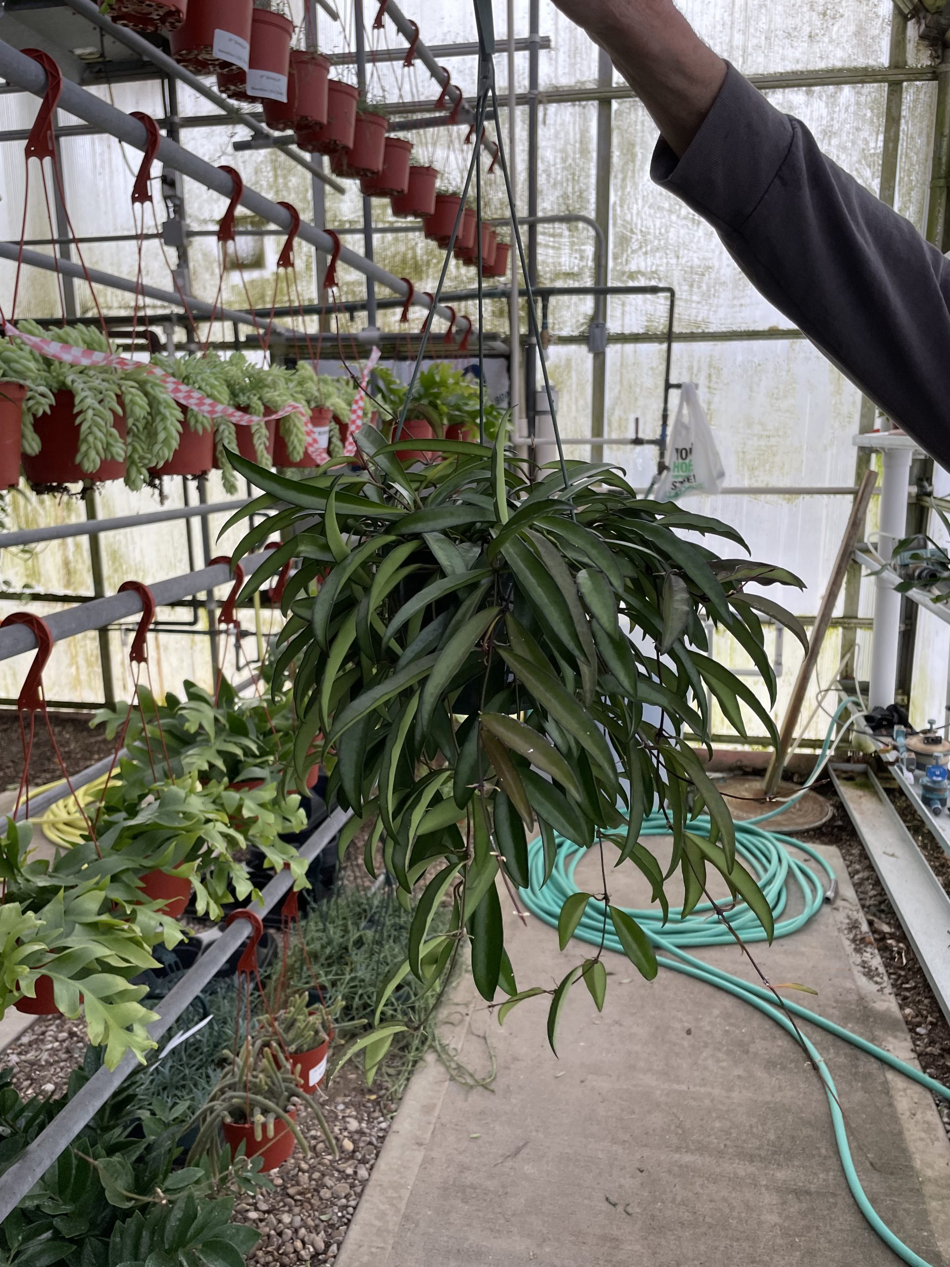 Hoya Wayetti Green Hb Ca Tri State Foliage In House Availability