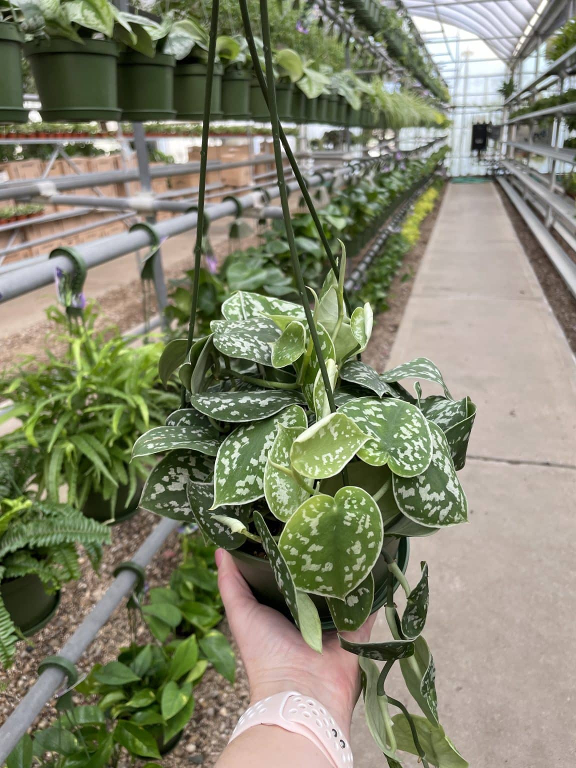 Pothos Cebu Blue Trellis Tri State Foliage In House Availability