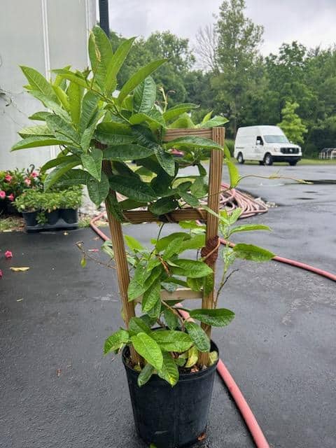 Mandevilla Trellis Giant Dark Pink Thin Net Tri State Foliage