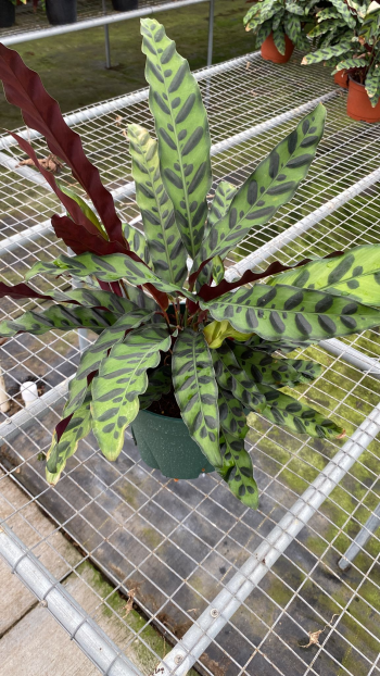 6 Calathea Burle Marx Tri State Foliage In House Availability