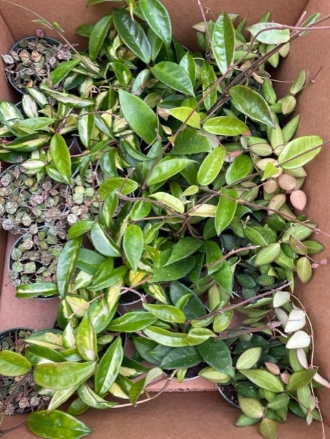 Hoya Asst Ca Tri State Foliage In House Availability