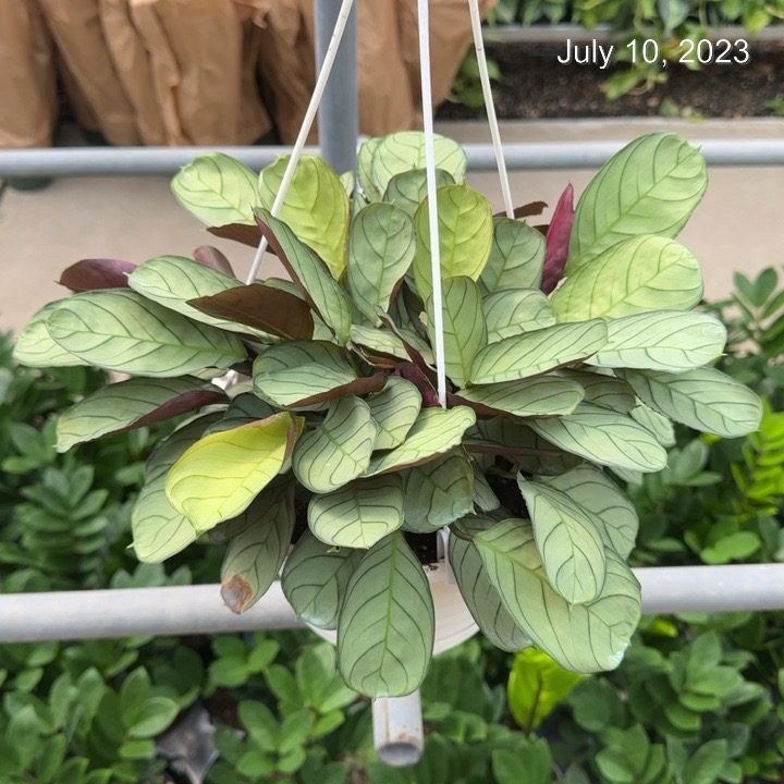 8 Calathea Ctenanthe HB Tri State Foliage In House Availability