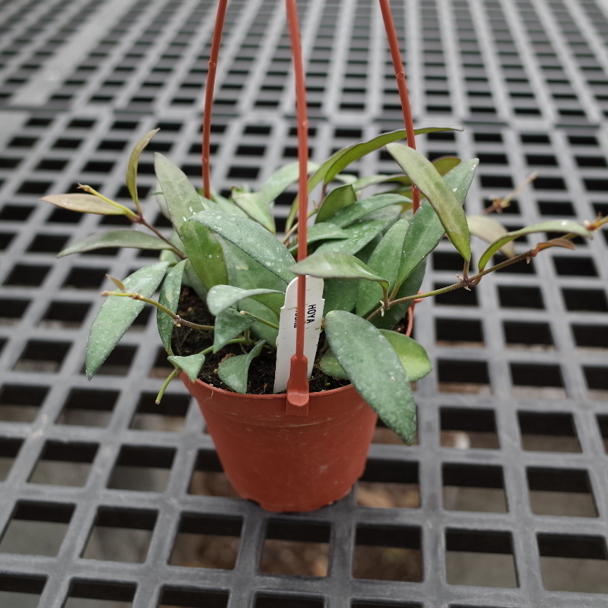 Hoya Rosita Hb Tri State Foliage In House Availability