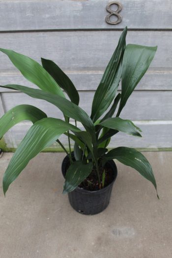 10" Aspidistra Green