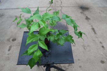 4" Fern Japanese Holly