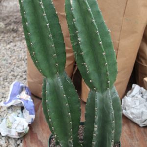 10" Cactus Cereus Peruvianus 2ppp
