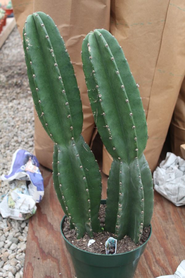 10" Cactus Cereus Peruvianus 2ppp