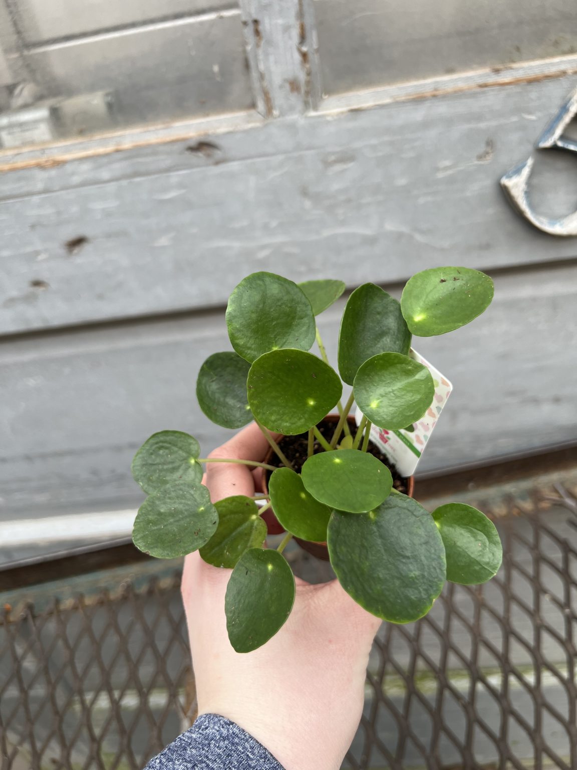 2-5-pilea-peperomioides-can-tri-state-foliage-in-house-availability