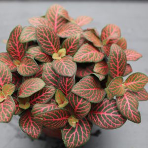 4" Fittonia Red/Pink Small Leaf