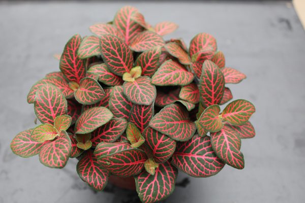 4" Fittonia Red/Pink Small Leaf