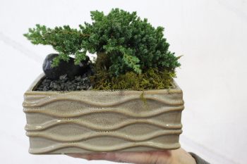 Bonsai 6x8 Juniper