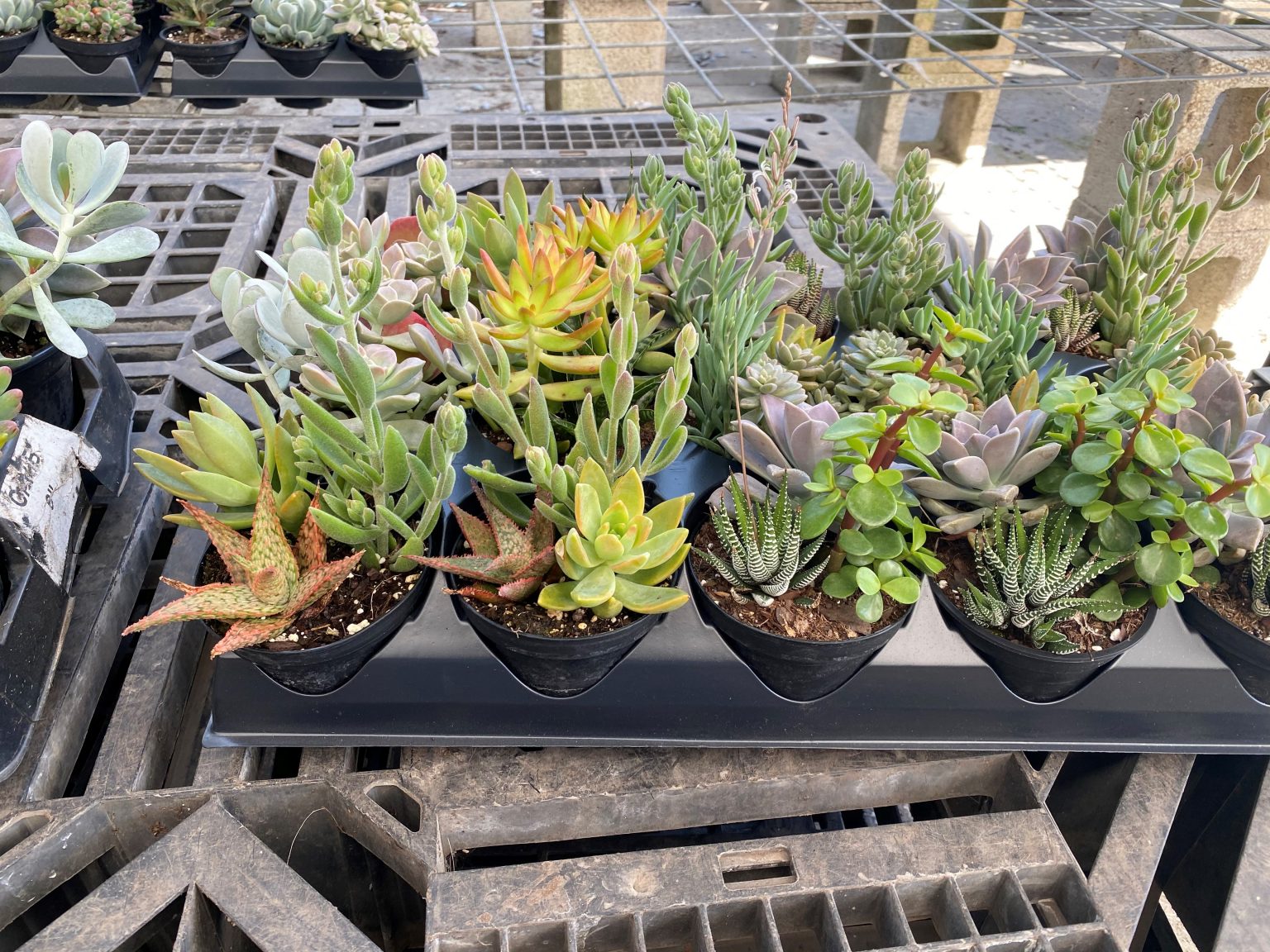 .4″ Succulent Asst (pk 15) – Tri State Foliage In-House Availability