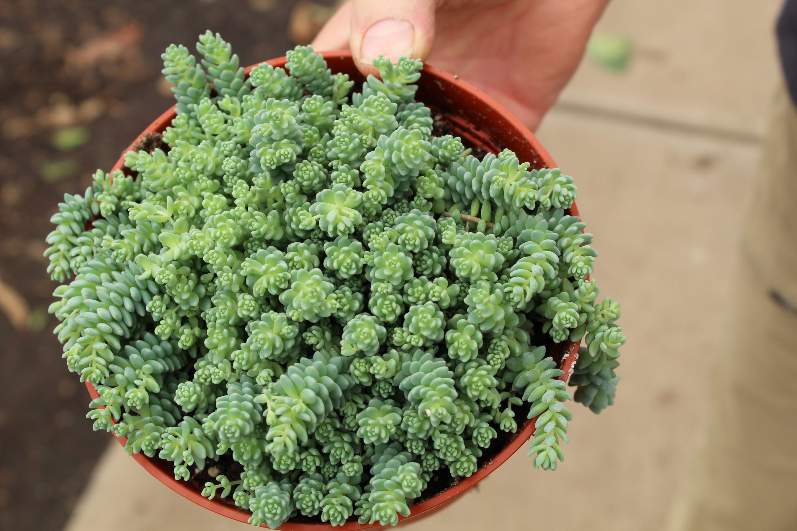 .6″ Sedum Blue Tears (CA) – Tri State Foliage In-House Availability