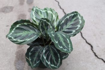 6" Calathea Shine Star