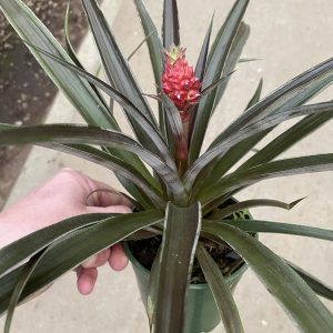 5" Pineapple Red