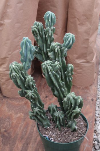 10" Cactus Cereus Monstrosis