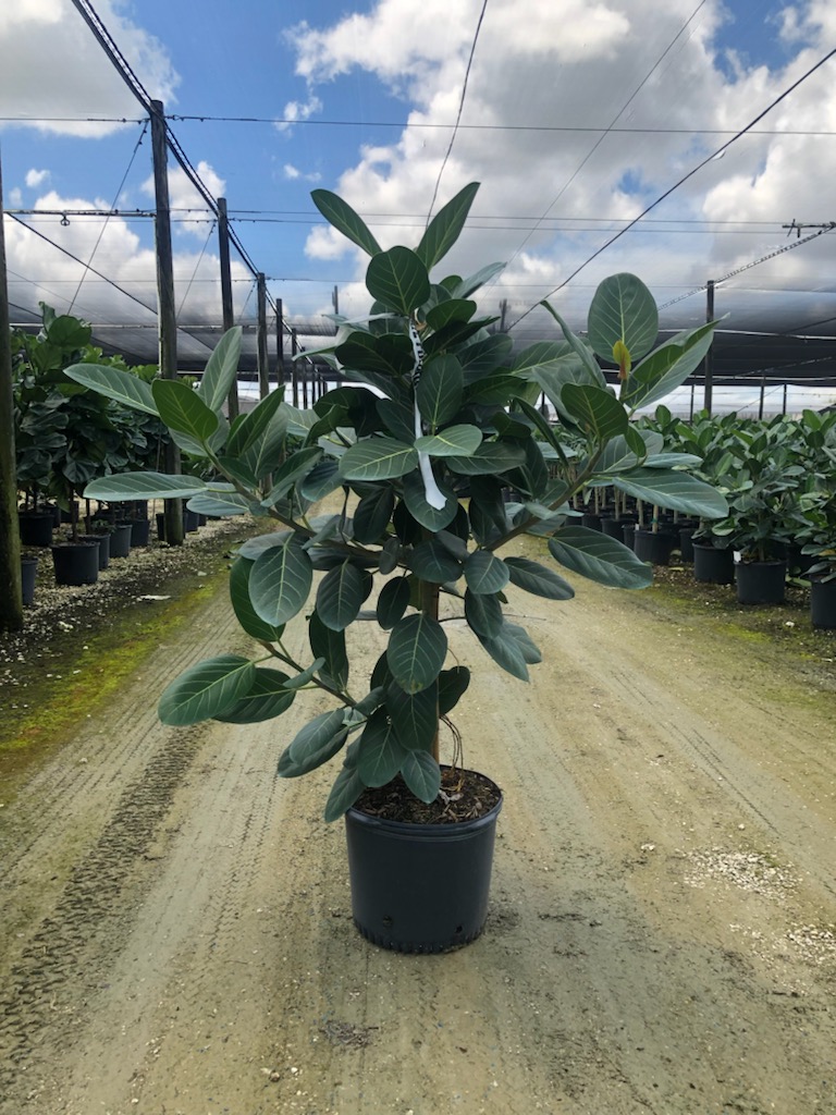 14″ Ficus Audrey Column – Tri State Foliage In House Availability