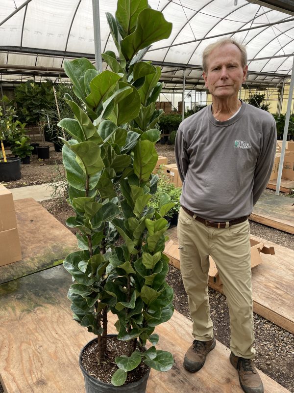 14" Ficus Little Fiddle Column 5-6'