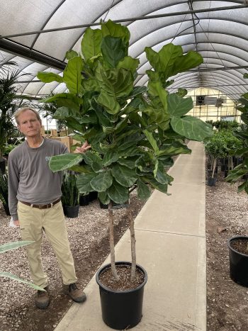 17" Ficus Lyrata 2-Stem Std