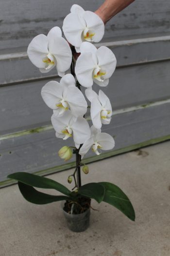 5" Orchid Phal Cascading