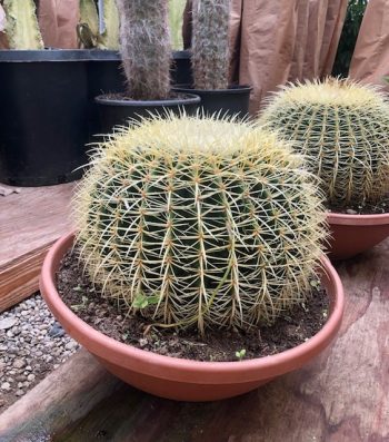 G Echinocactus Grusonii Golden Ca Tri State Foliage In House