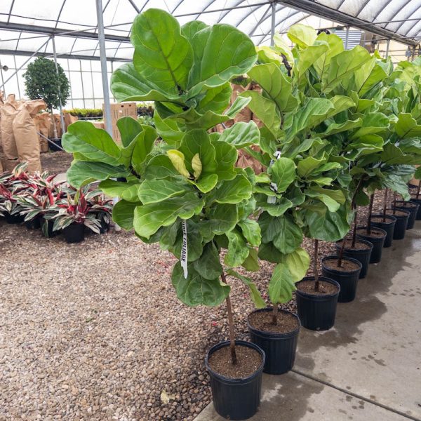 12″ Ficus Lyrata Std 5′ NET – Tri State Foliage In-House Availability