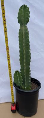 12″/5G Cactus Cereus Peruvianus (CA) – Tri State Foliage In-House ...