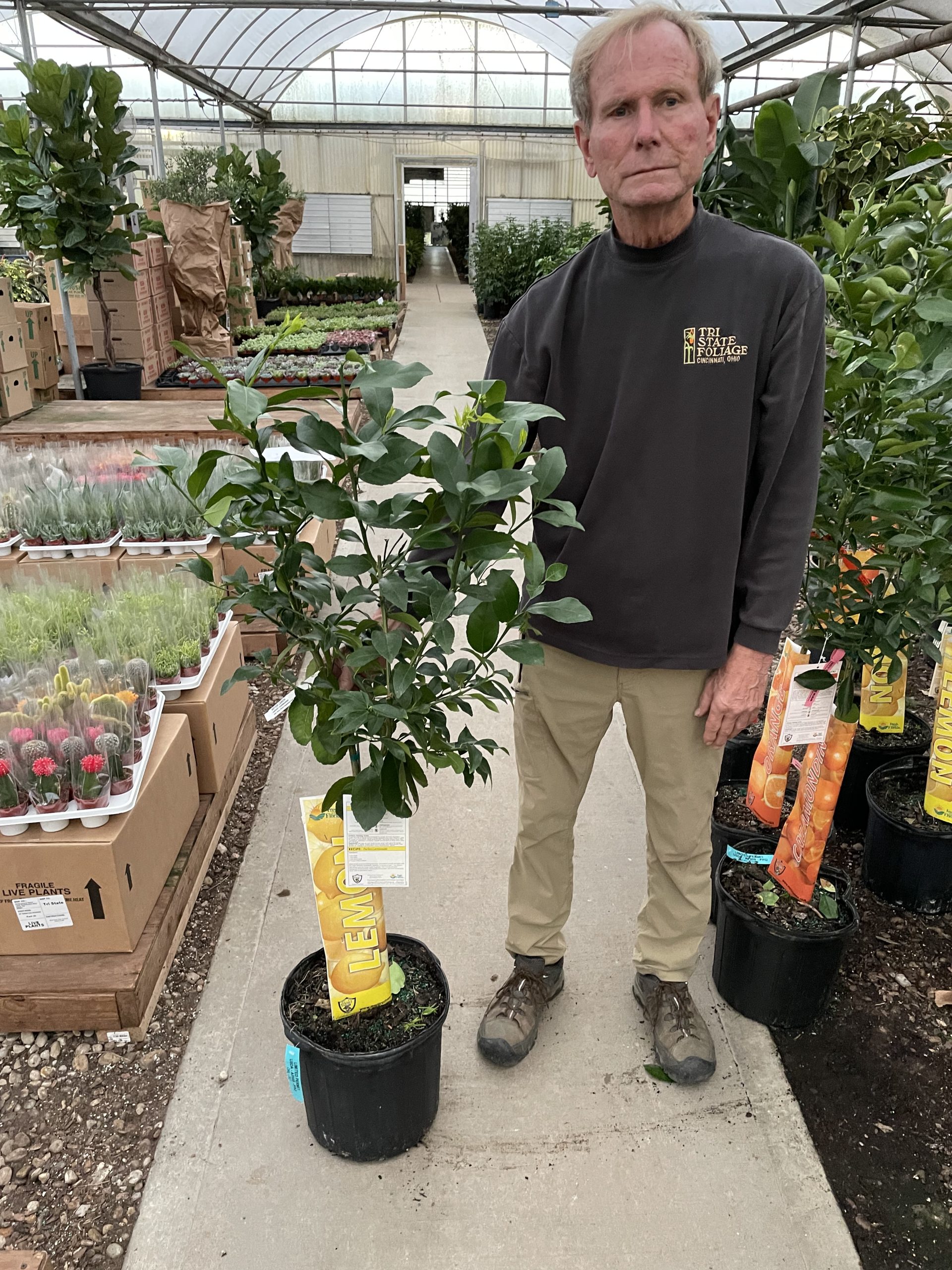 5G Citrus Meyer Lemon Std – Tri State Foliage In-House Availability