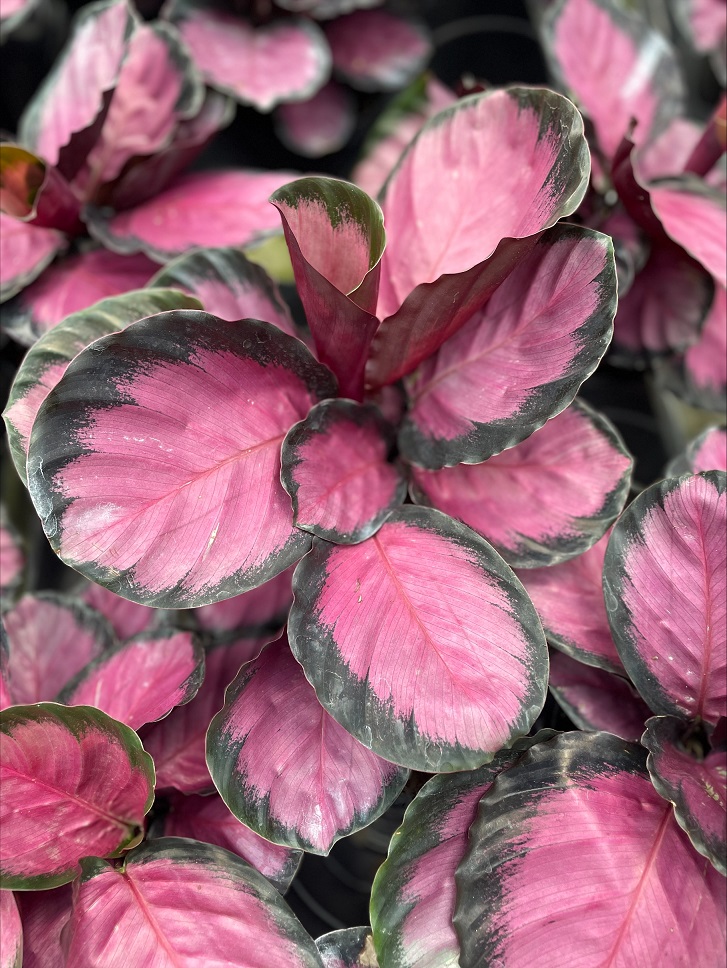 .6″ Calathea Pink Star NET – Tri State Foliage In-House Availability