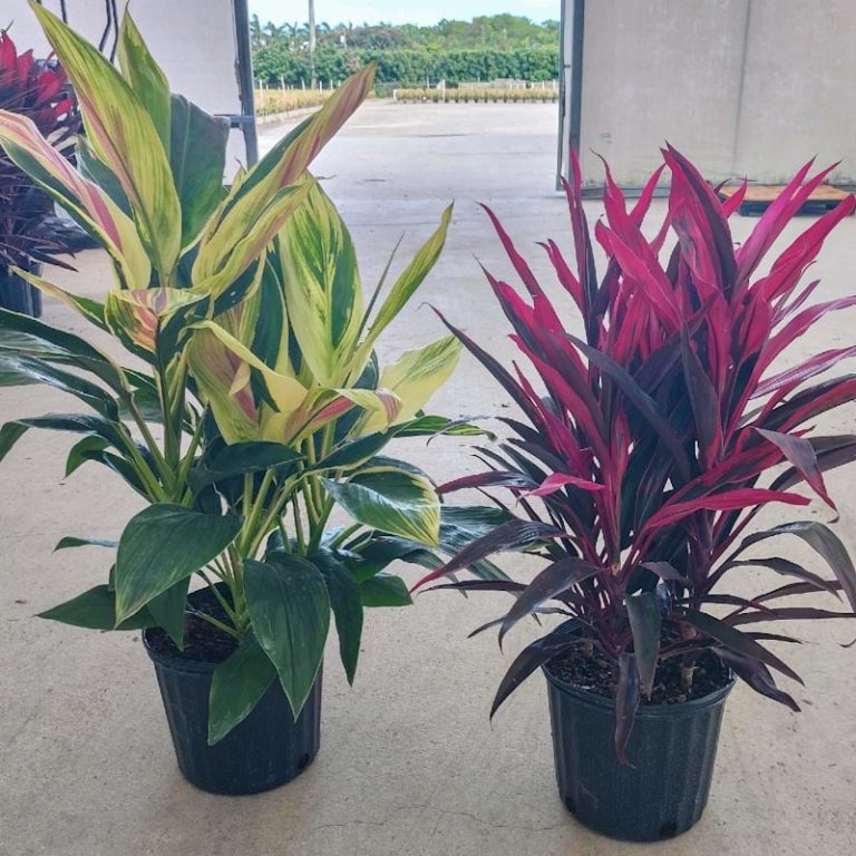 10″ Cordyline Exotica 3ppp – Tri State Foliage In-House Availability