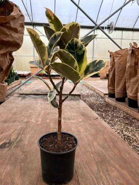 .6″ Ficus Sofia – Tri State Foliage In-House Availability