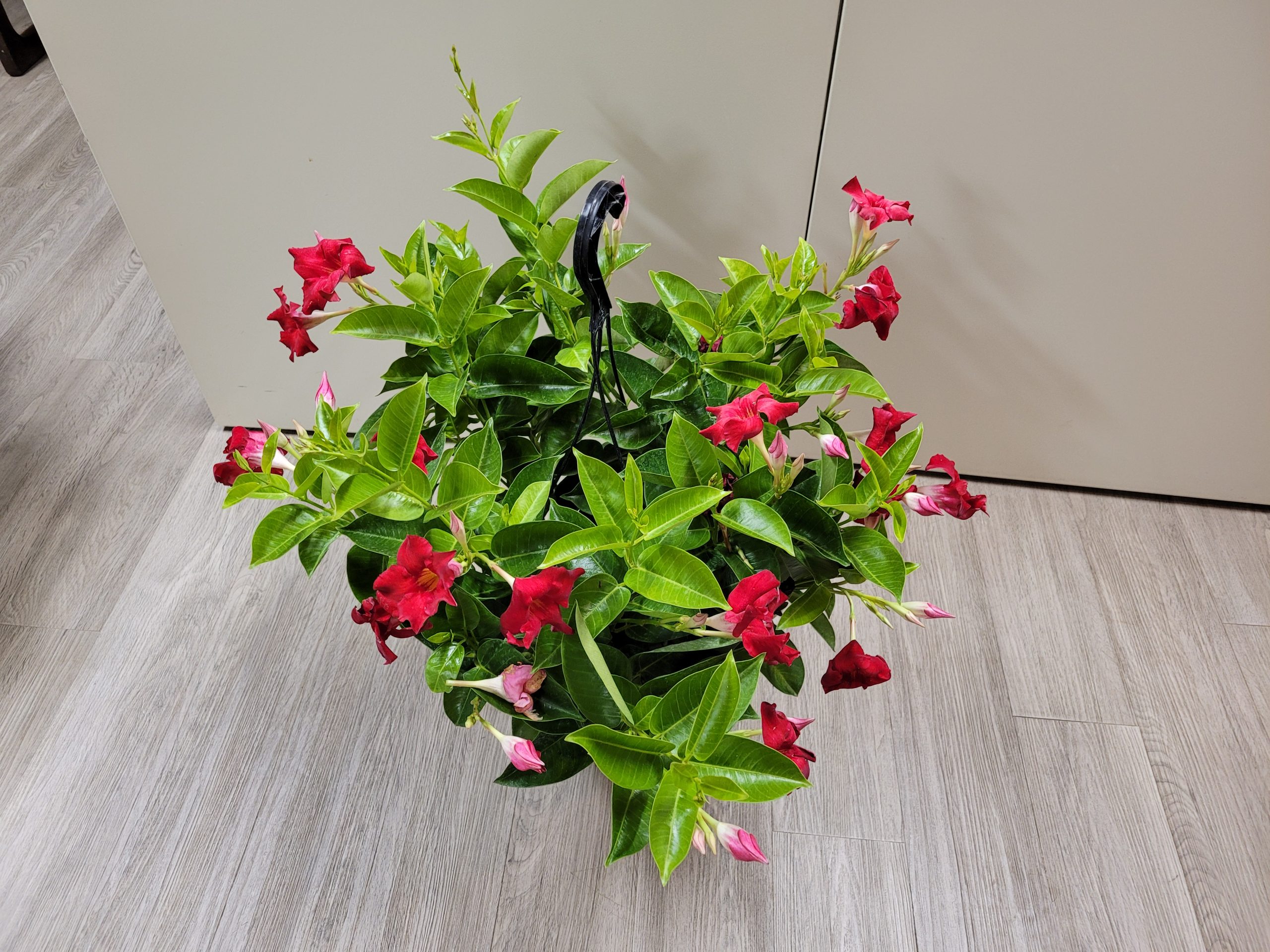 10″ Mandevilla Red HB – Tri State Foliage In-House Availability