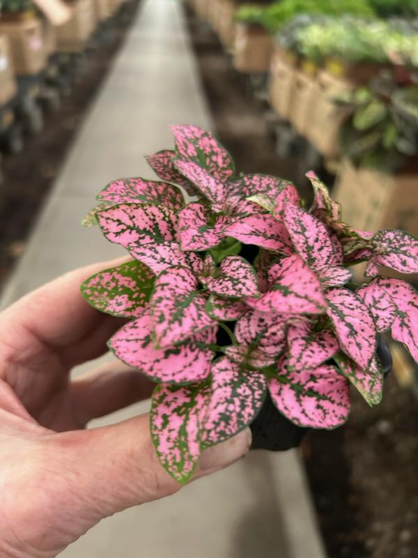 .3″ Hypoestes Splash Rose – Tri State Foliage In-House Availability